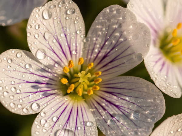 Gotas da Essência: Uma nova pausa no nosso caminho juntas
