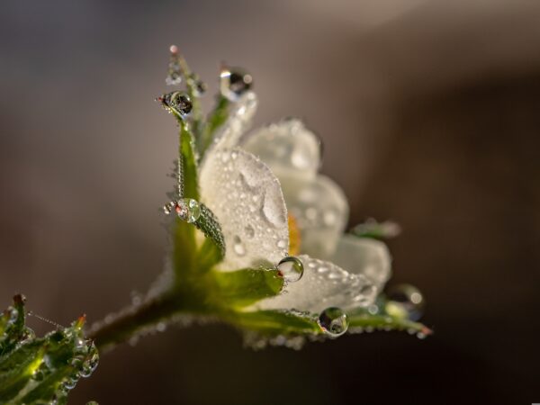 🌸Nem tudo precisa florescer o tempo todo