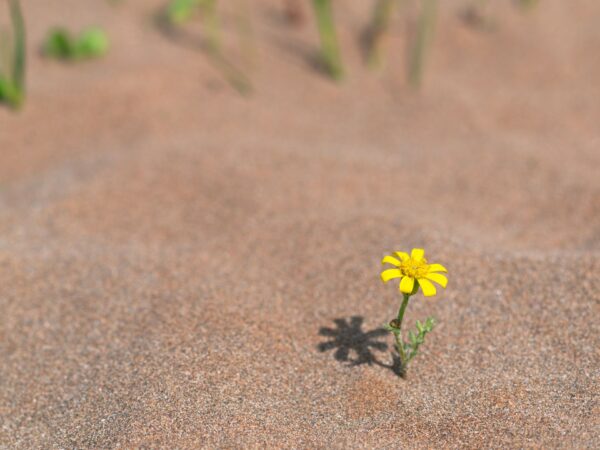 Você tem vivido ou só sobrevivido?