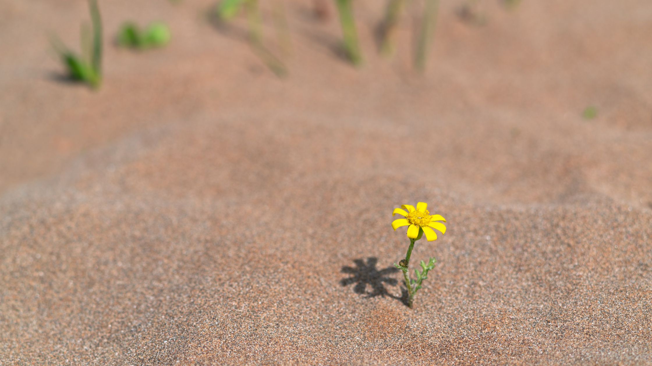 Você tem vivido ou só sobrevivido?