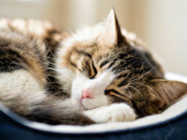 Tem um tipo de cansaço que não se resolve com descanso